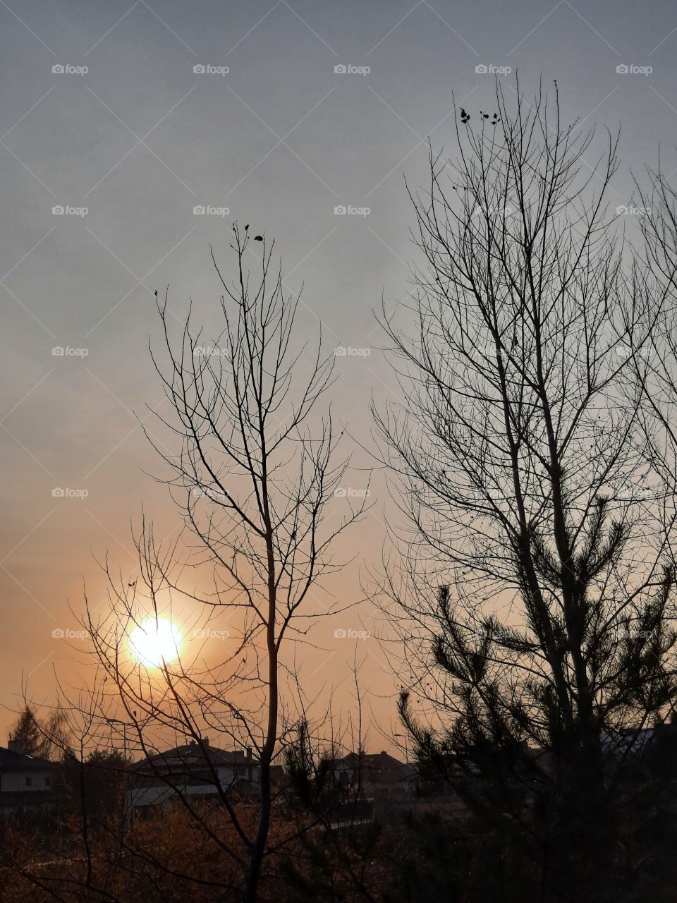 countryside at sunset with black trees silhouettes