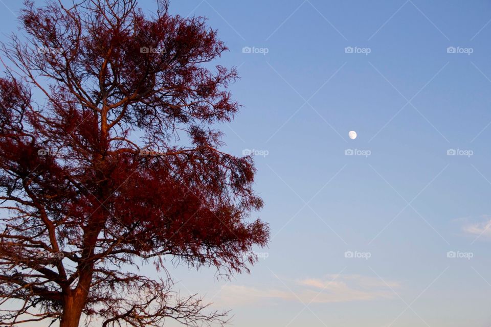 Red tree, moon