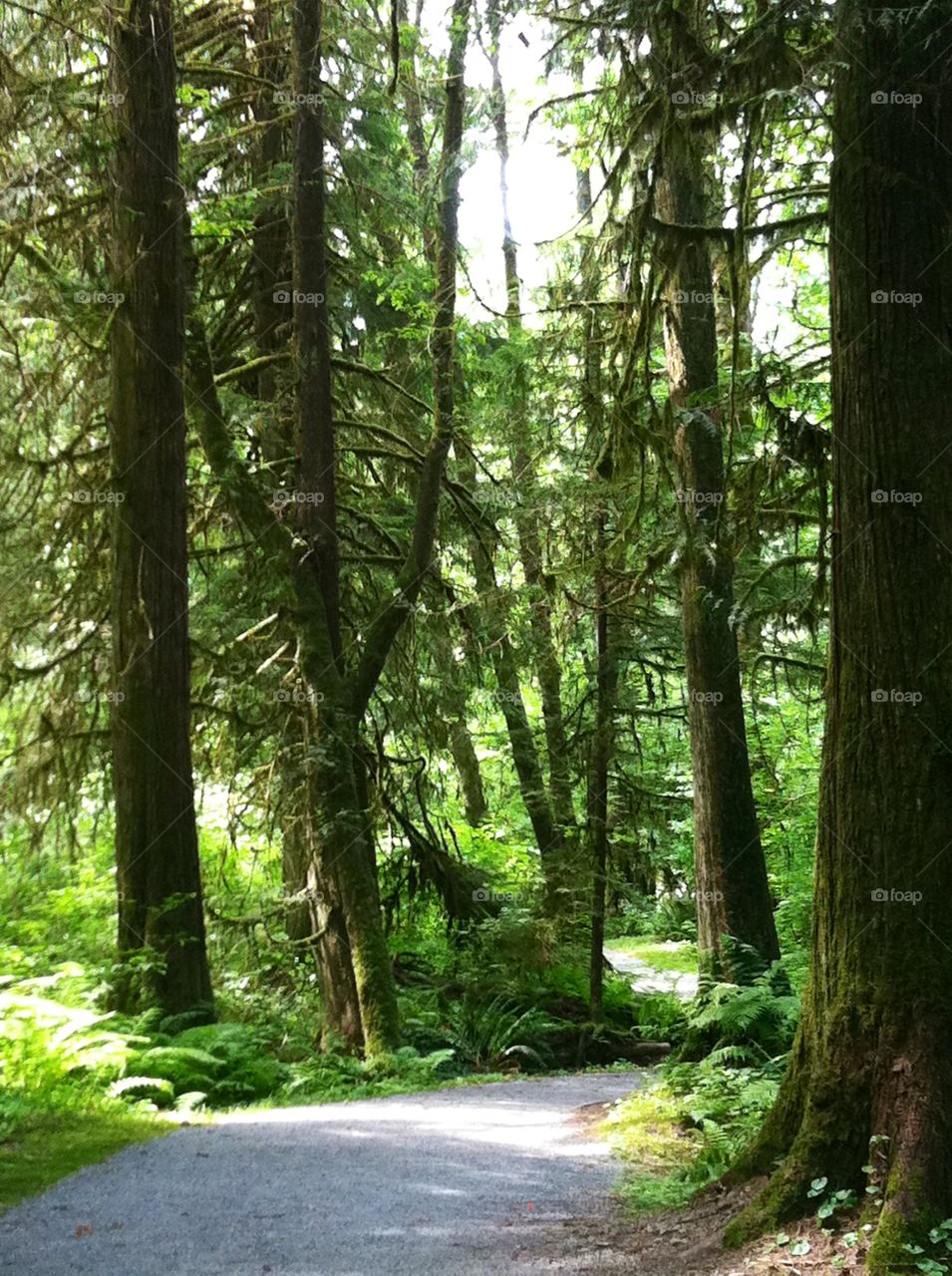 Mossy trails through Cliff Park.