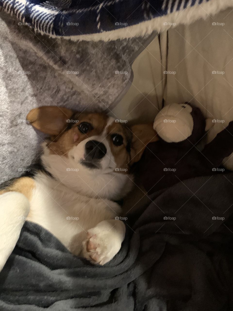 Cuddle Corgi