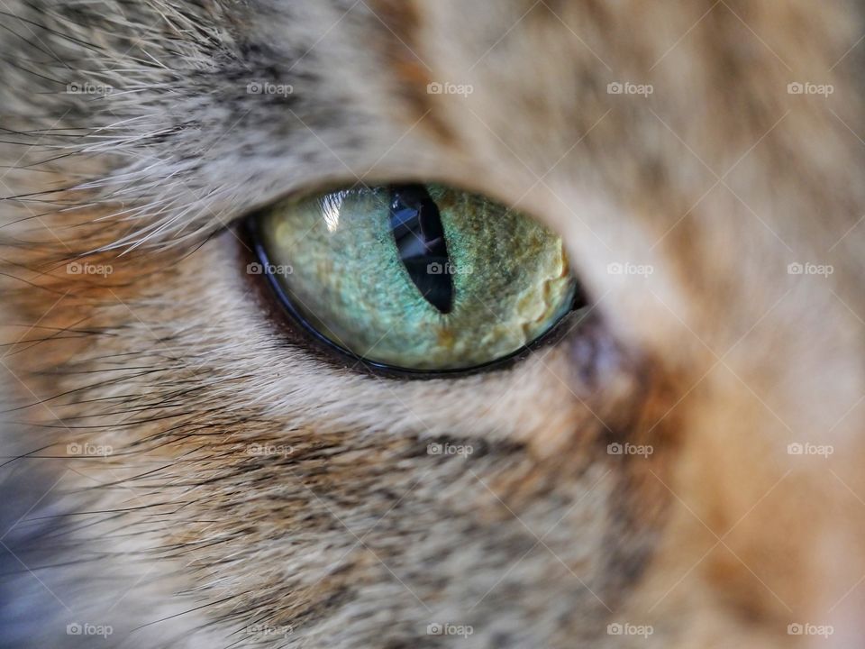 Beautiful cat eye