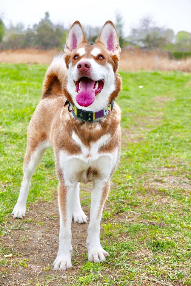 Indi the dog (husky mix) 
