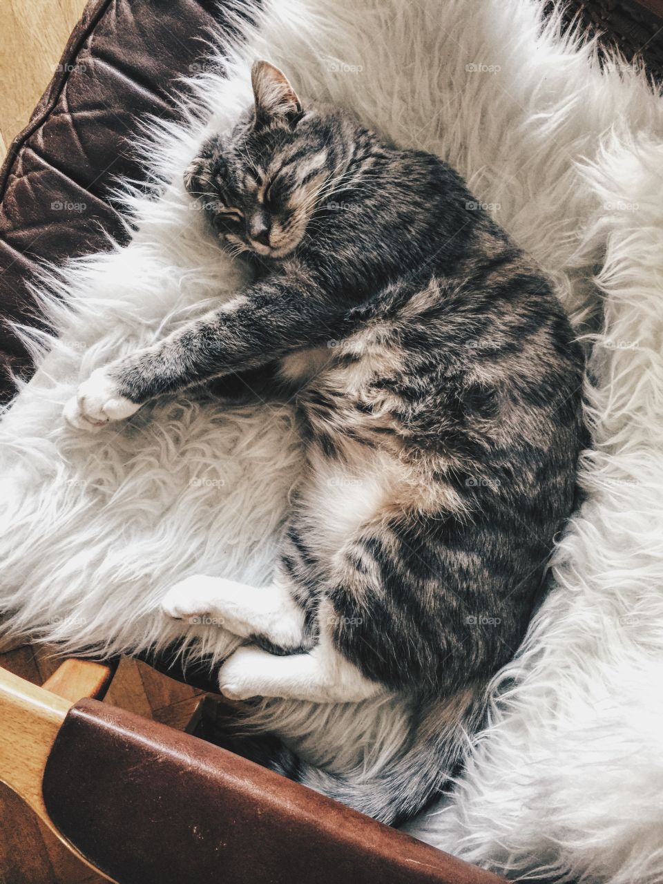 Furry cat laying on a fur