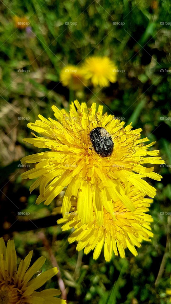 any plant is beautiful and insects know it best