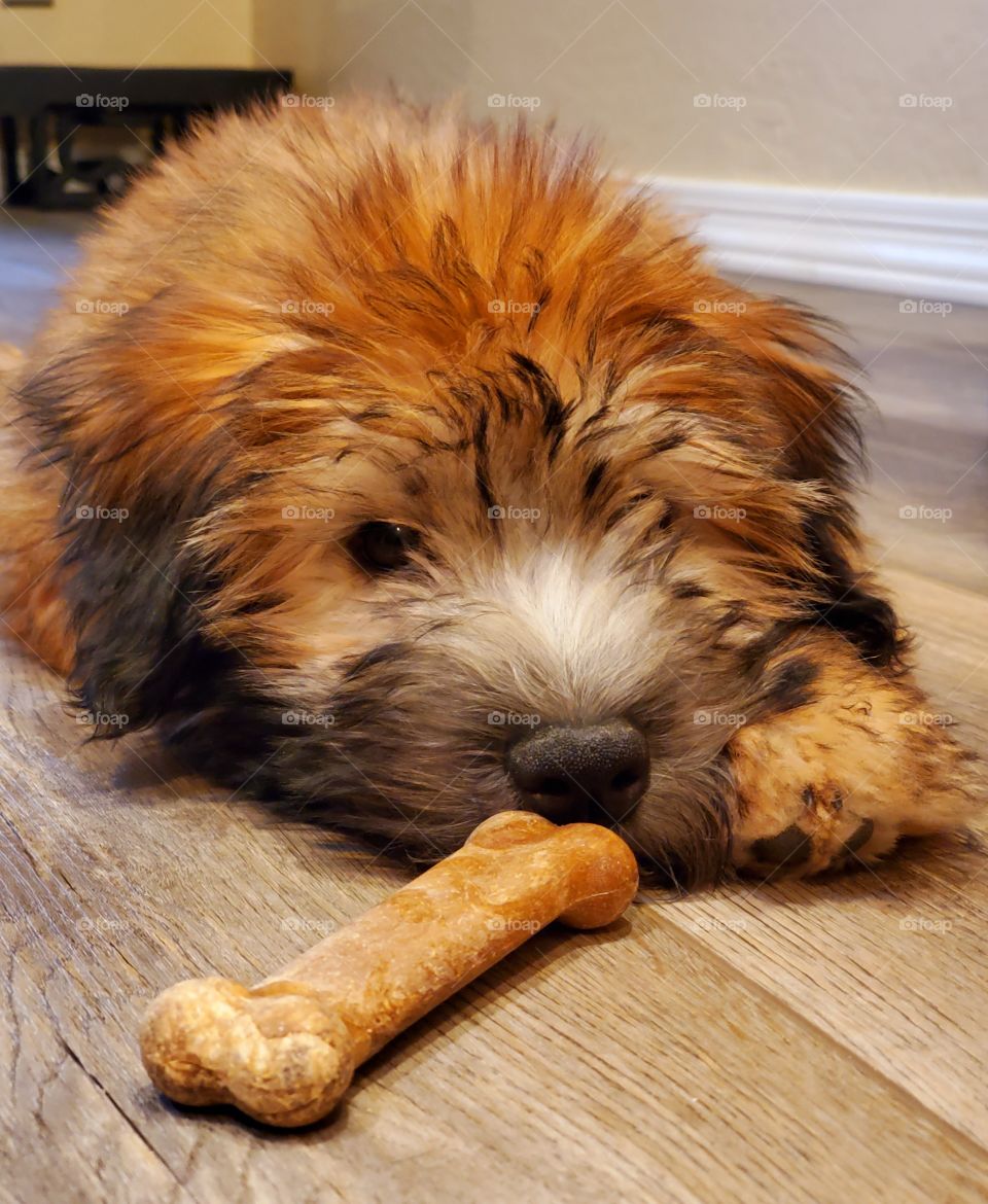 Our 3 month old wheaten terrier Daisy can't decide if she should eat the bone or play with it so she contemplates both