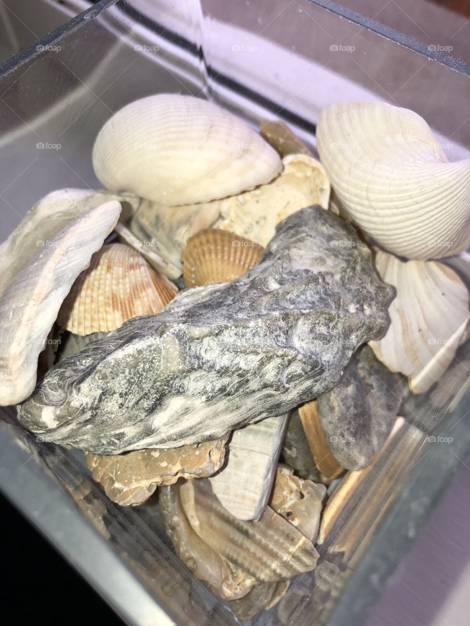 Who doesn’t love shells