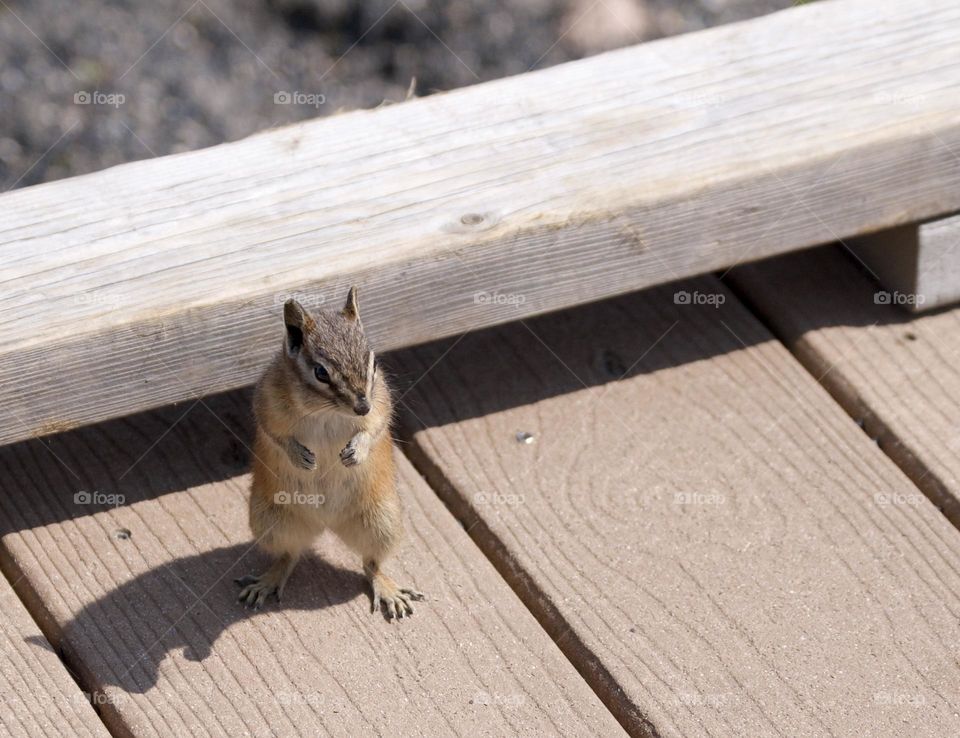 A chipmunk begs for food on a wooden boardwalk