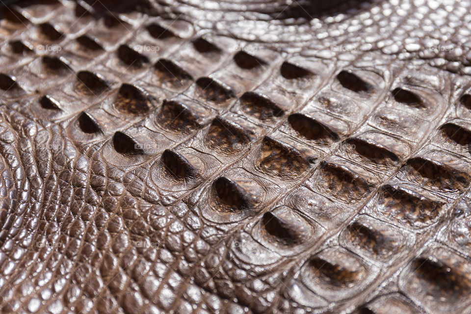 Close up of alligator skin