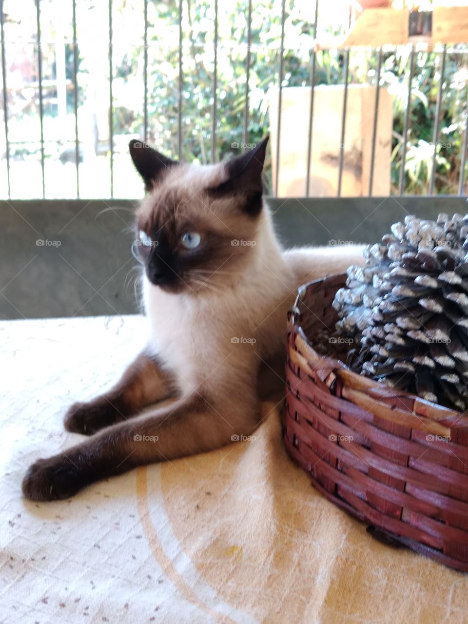 siamese cat cute kitty kitten gato siamês gata siamesa gatinho gatinha pinha seca dry pine cone