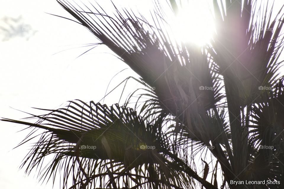 sunny palm