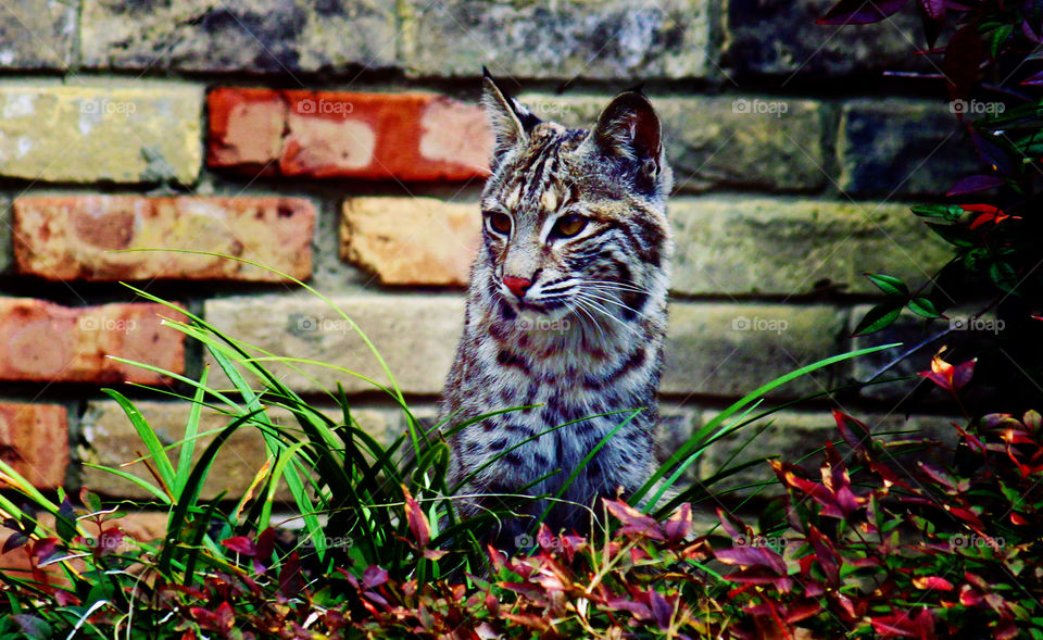 Bob the Cat . Our local Bobcat likes to peek in on the neighbors house-cat every now and again. 