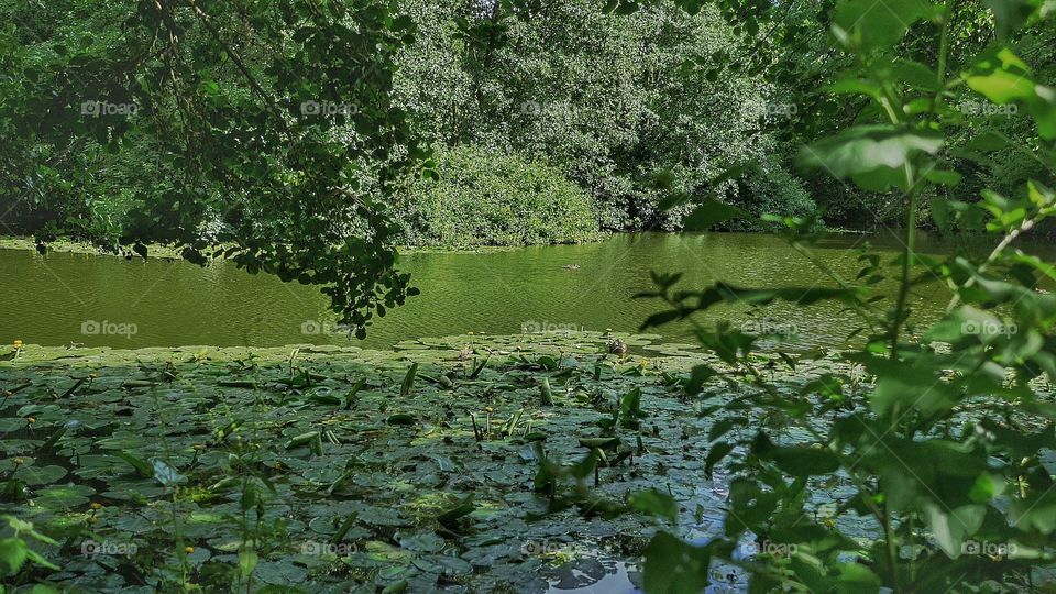 Lake. Water lily pond 