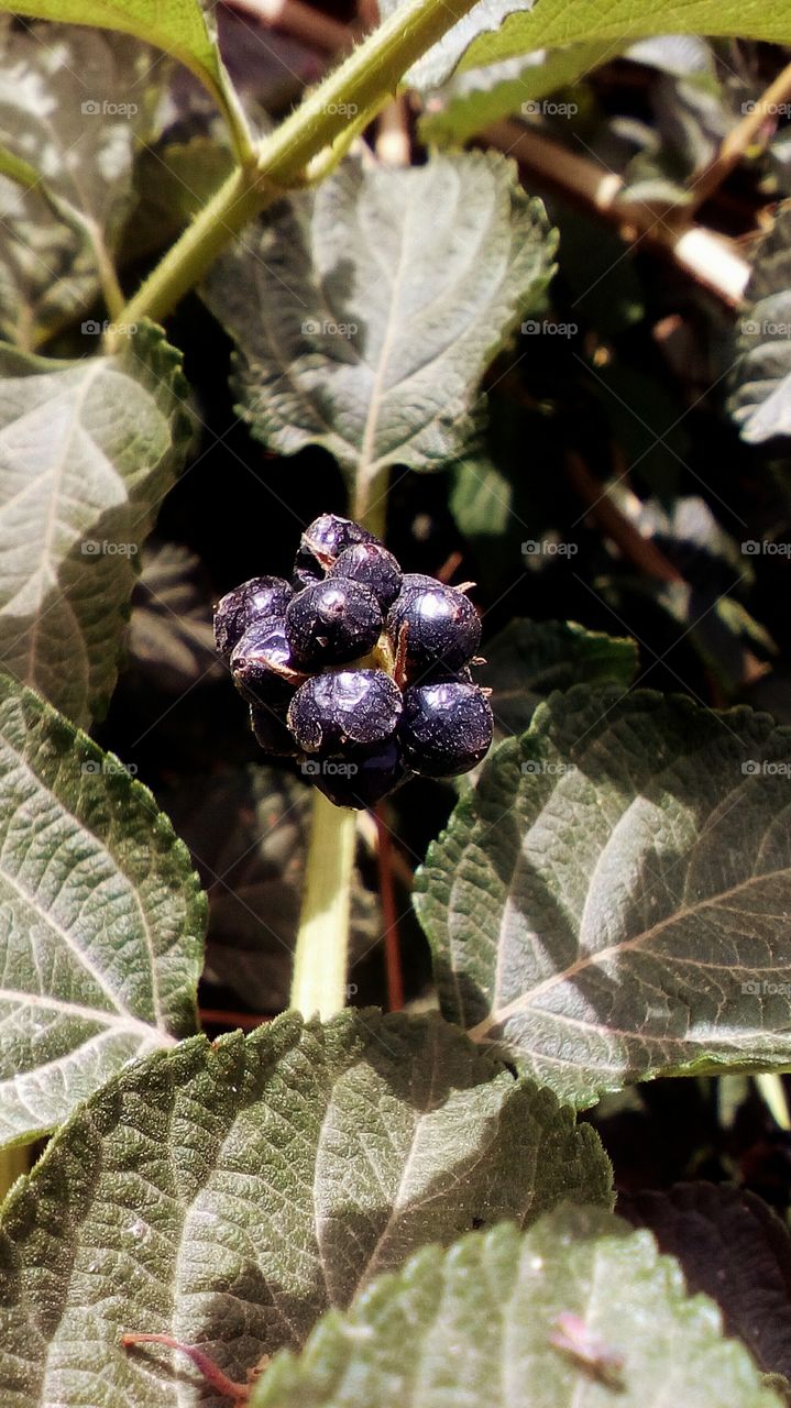 One wildflower in nature with many
big leaves