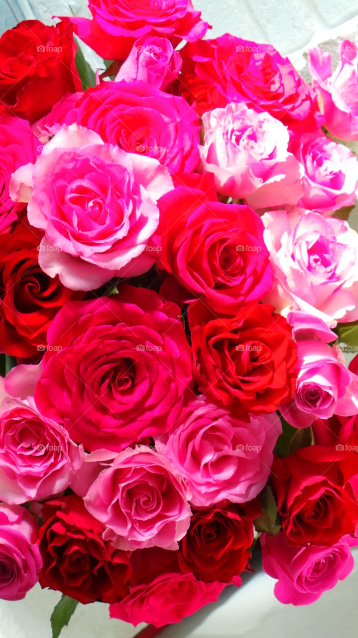 red and pink valentines roses
Red Roses
Love, Respect, Courage, Passion, Well Done, Congratulations
Red roses immediately bring to mind passion and true love. A single red rose signifies “I love you” and has been made even more popular these days with the success of TV shows like “The Bachelor”, where each chosen lady is given a single, long-stemmed rose to show the star’s appreciation and growing passion toward her.
Pink Roses
Happiness, Elegance, Romance, Admiration, Sweetness, Thank You
Ranging from a subtle hint of color to deep and bright, pink roses have come to mean joy, happiness, gratitude and admiration. They’re often seen in bridal arrangements, thank you or congratulations bouquets. Considering the word “rose” brings to mind the faint blush of a fair maiden’s cheeks, it’s not surprising these blooms are a favorite to give and receive.
There are many different variations of pink, from a pale blush to a gentle medium pink to a vibrant pink, each having its own meaning and implication. The palest pink roses are a sign of gentleness, joy and grace. Bridal Pink is a perfect pale pink floribunda rose that is long lasting and offers a spicy scent. The light to medium pink roses can show sympathy or admiration. Lady Diana is a beautiful light pink rose perfect for either emotion. Deep pink roses, such as Laser and Diplomat are perfect choices to show someone how grateful you are to have them in your life.
Red roses can also convey thoughts of courage and congratulations. The “Run for the Roses” is the symbolic name for the first race of Thoroughbred racing’s Triple Crown. Held in Lexington, Kentucky at Churchill Downs, the race rewards the triumphant young racehorse with a blanket of gorgeous red roses.
Popular varieties include the scarlet red Kardinal, the dark red and very fragrant Mr. Lincoln, and the deep red tea rose Madame Delbard, which has been brought back due to popularity. Cara Mia is another deep red favorite of floral designers.