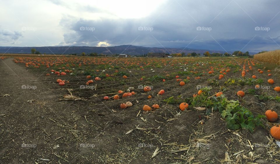 Pumpkin Patch