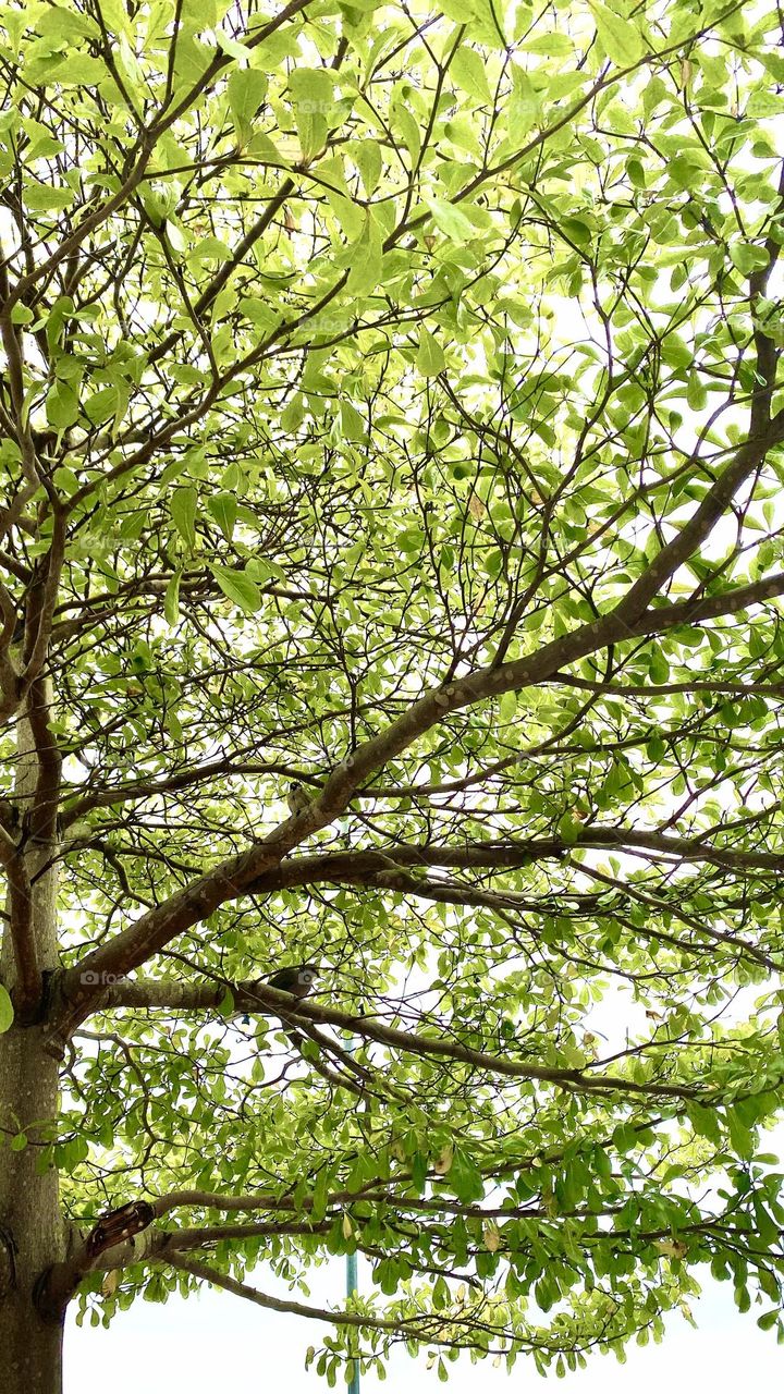 Birds are greeting on the branches in spring