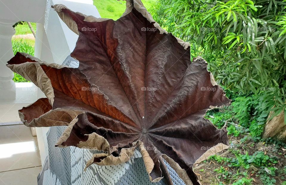 huge dry leaf