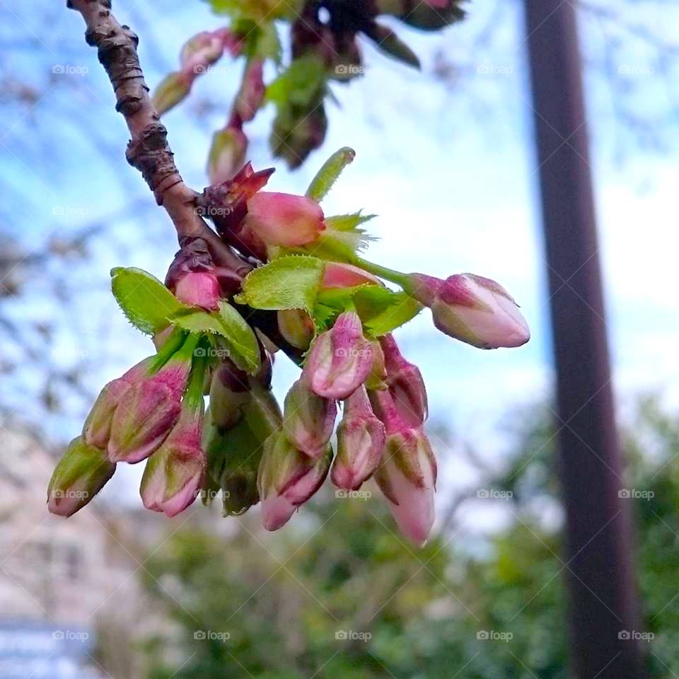 Close-up of buds