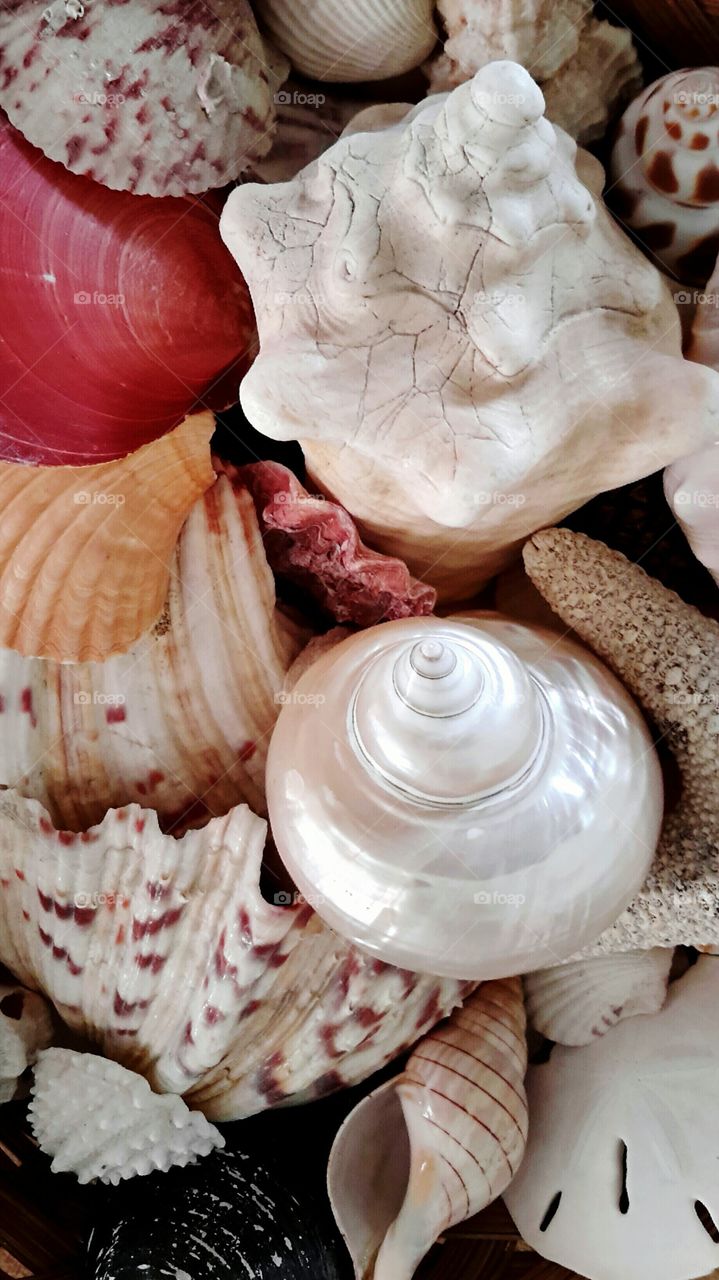 seashells. collection of seashells