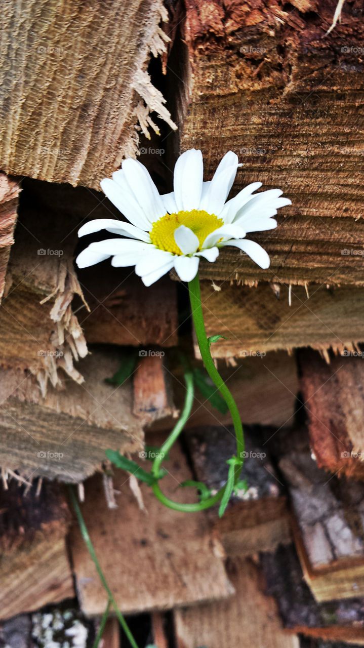 Daisy In The Woodpile