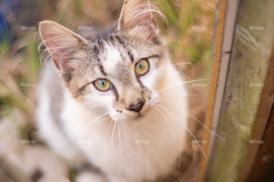 Tabby and White Longhair Kitten Cat Looking at Camera 