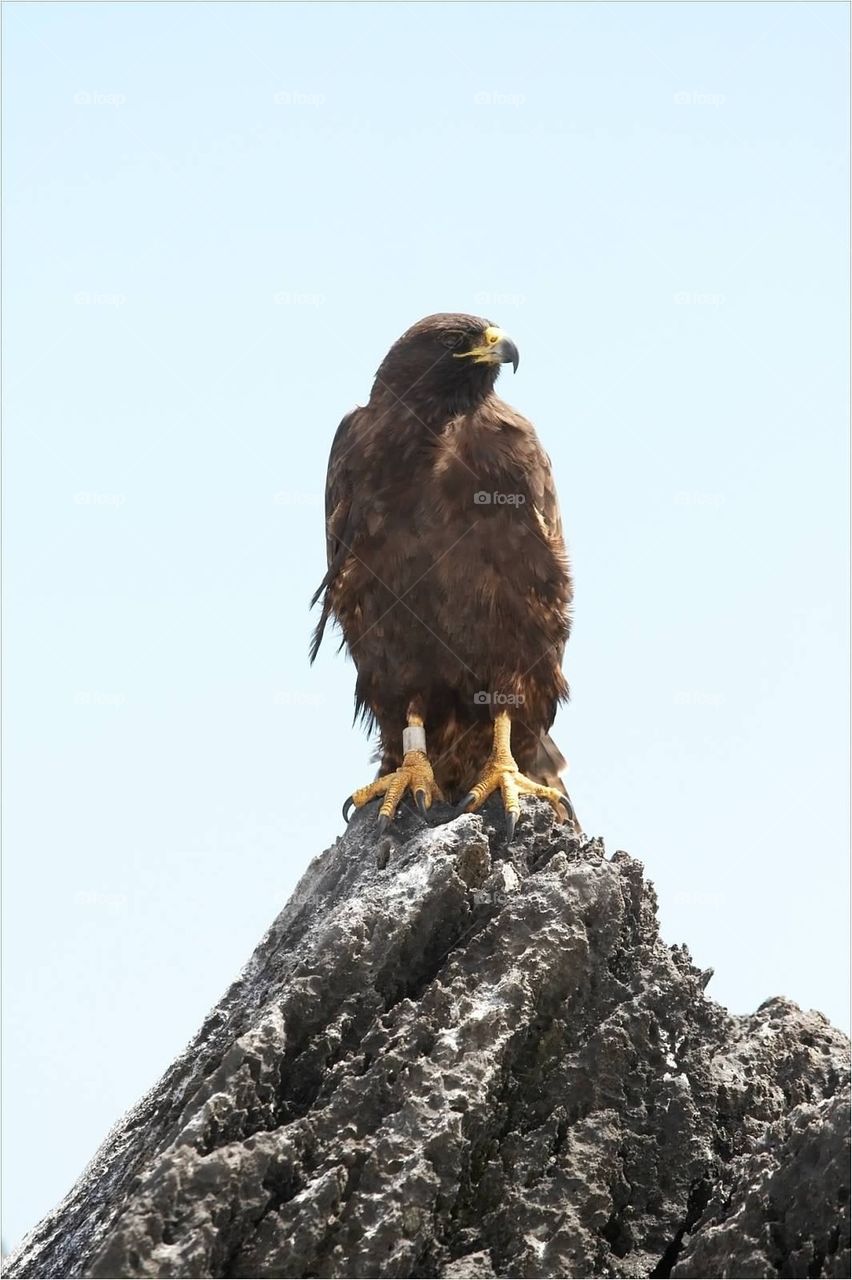 Galapagos Hawk