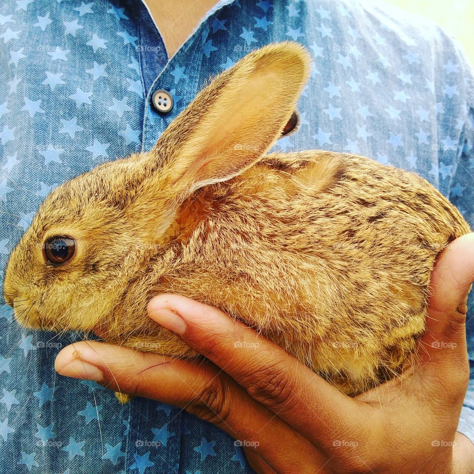 Indian rabbit