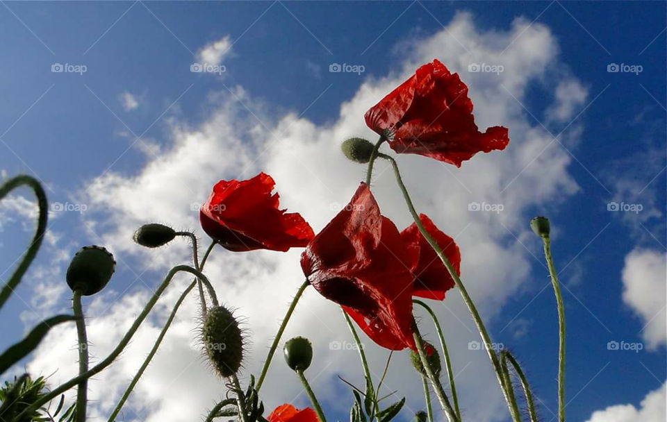 poppies