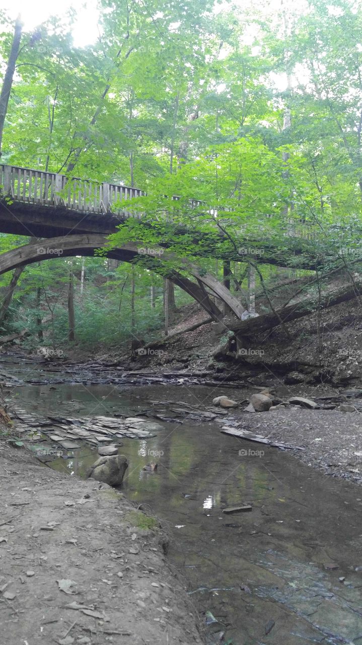 Woodland bridge