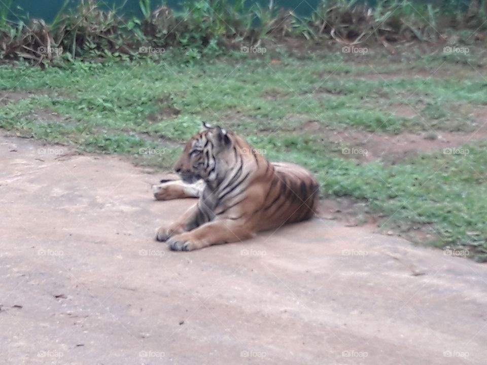 tiger