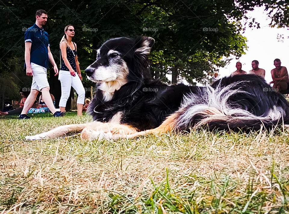 More and more beautiful my dog