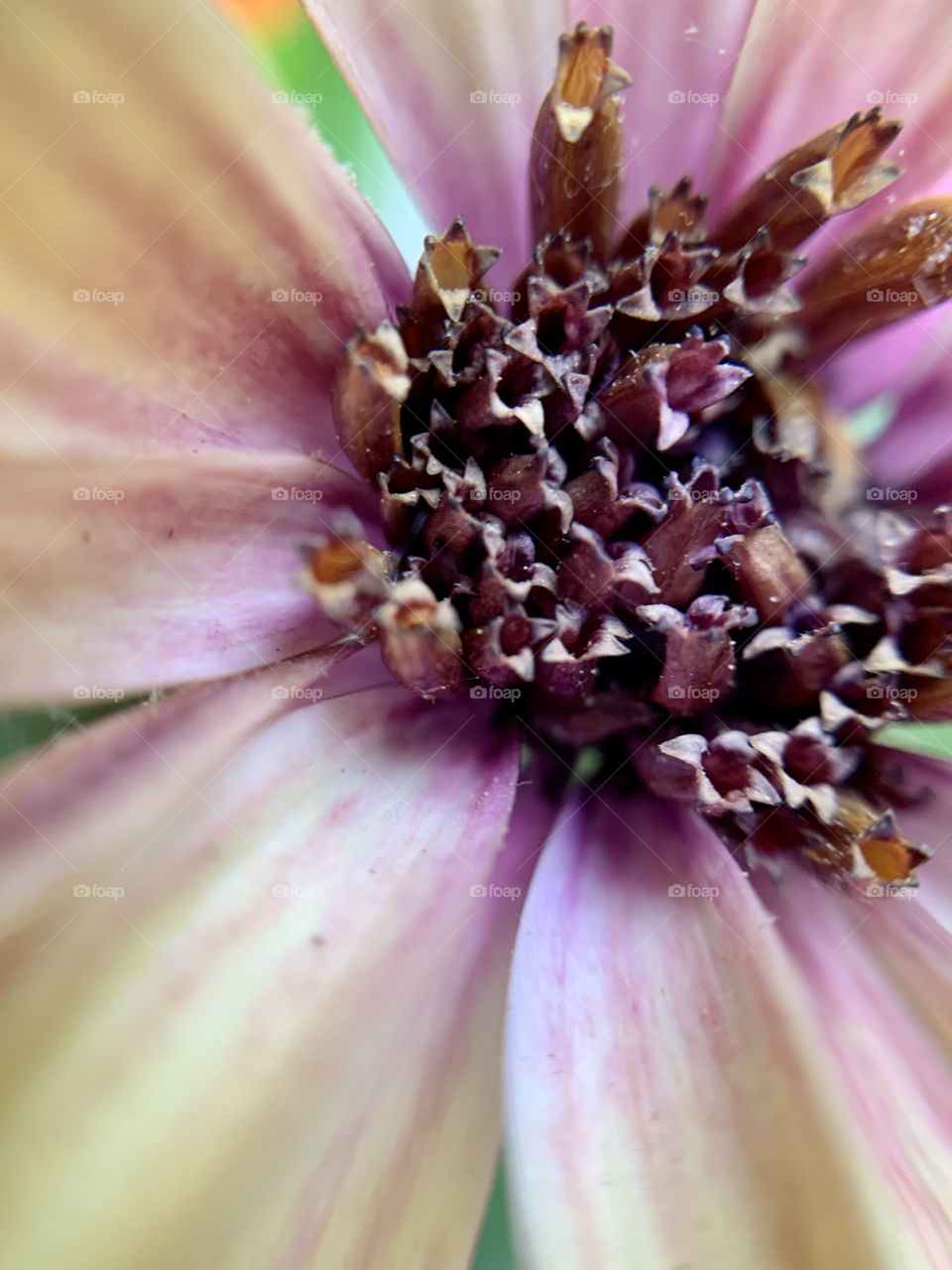 Beautiful cape marguerite flower blossoms with purple petals. Ornamental plants.