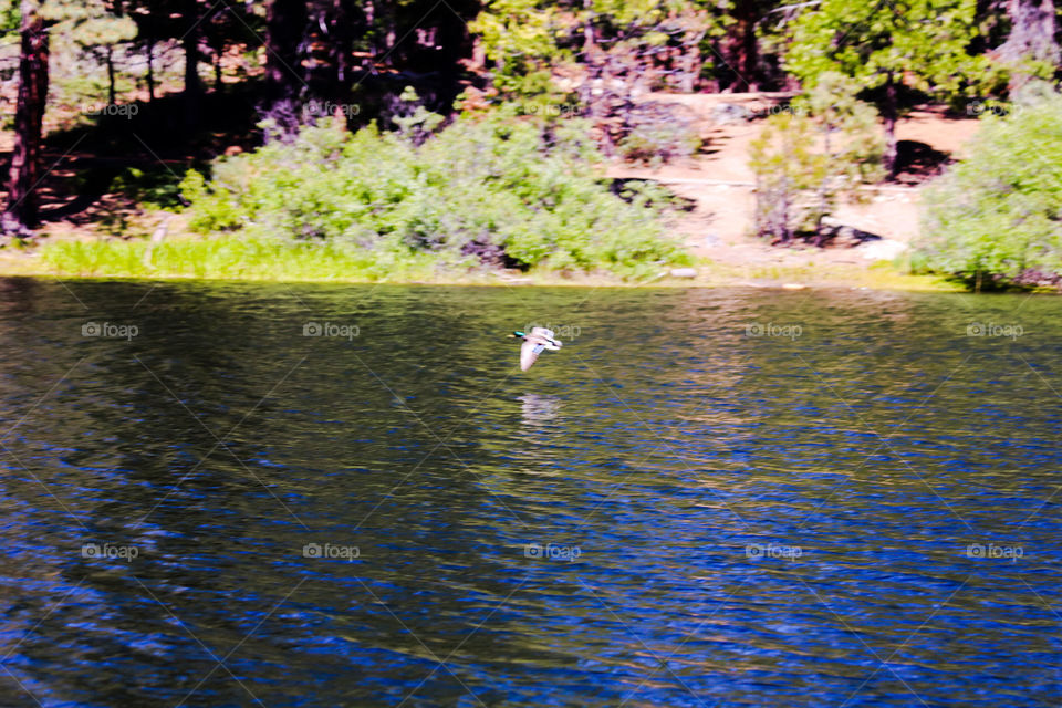 Mallard In Flight