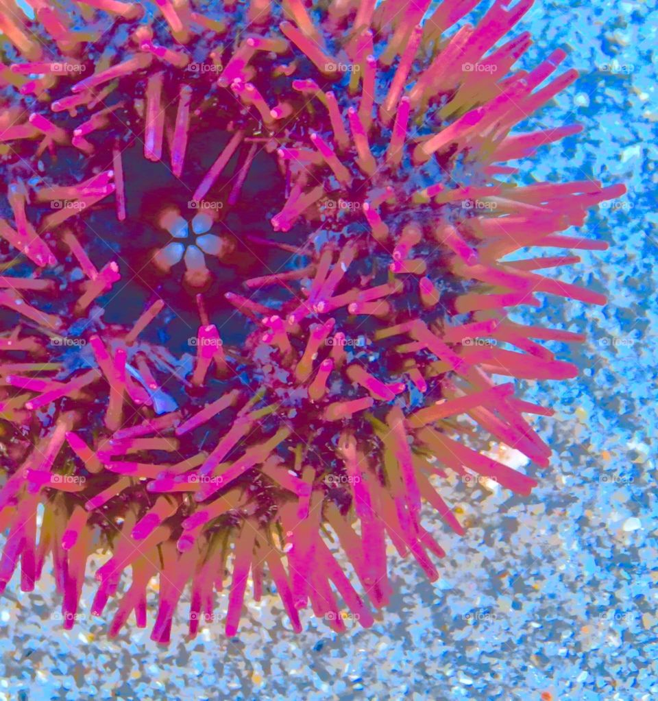 Sea Urchin . Sanibel Island, FL