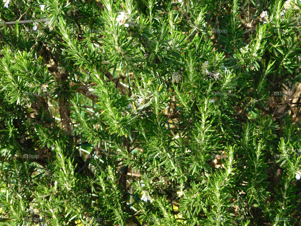 rosemary plant