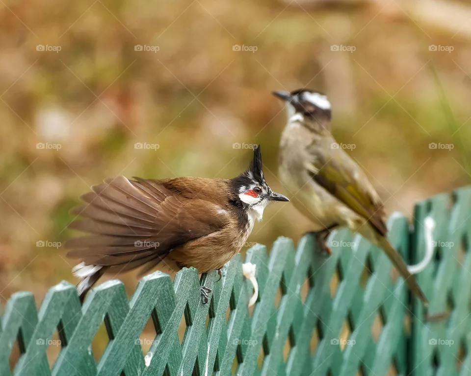 birds