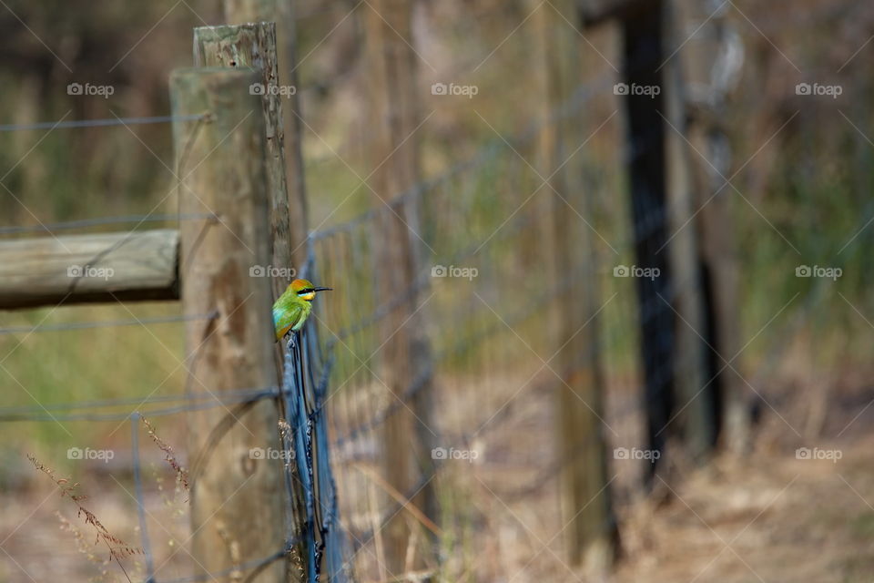 Rainbow bee eater on a fence