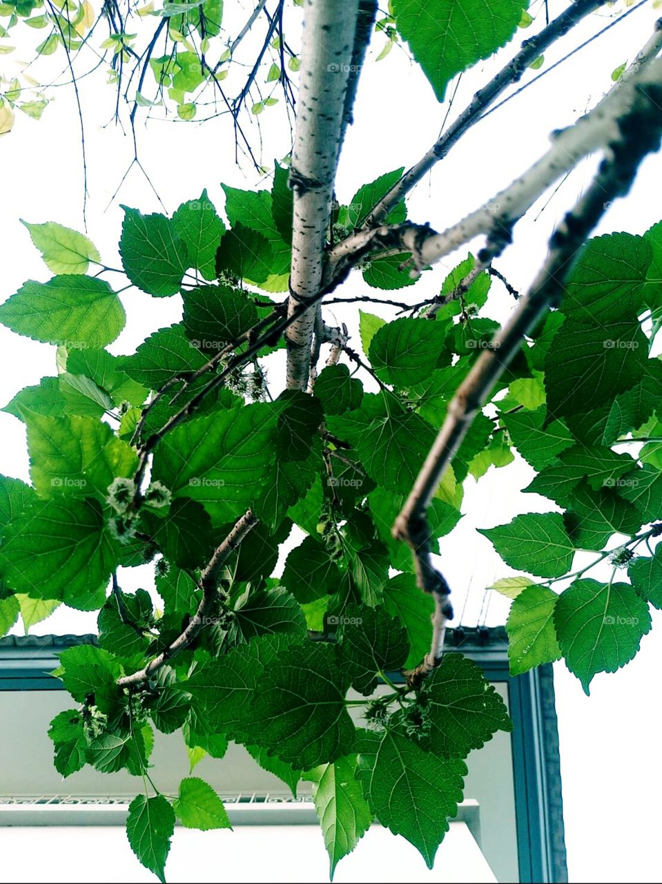 mulberry
fruit