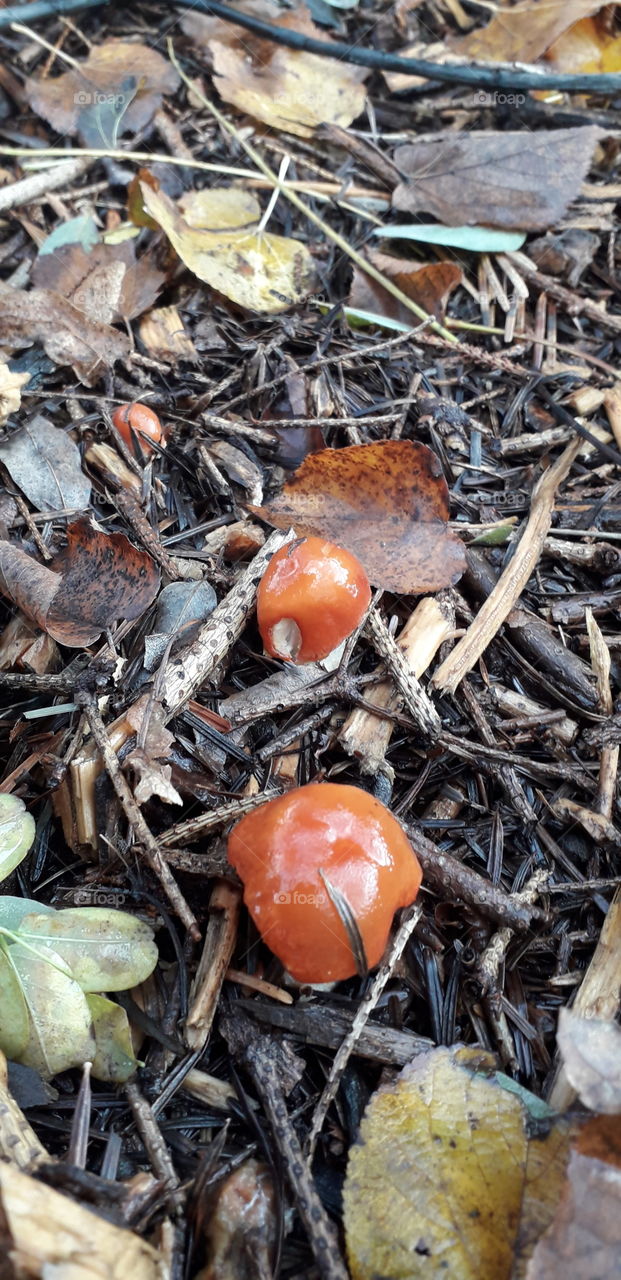 Bright red mushrooms