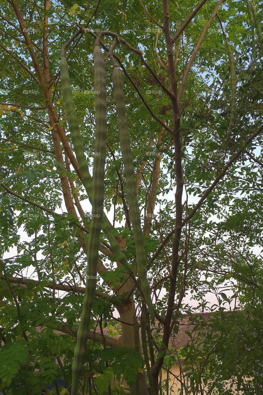 Neighbor's . Long bean