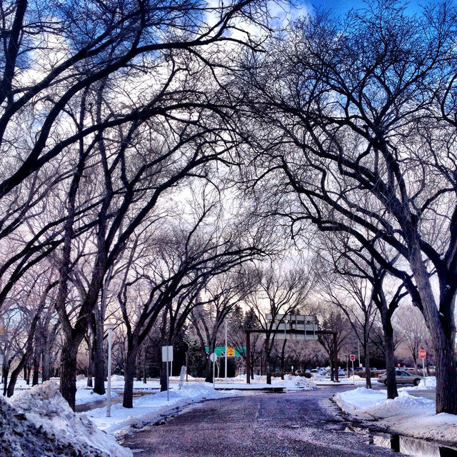 Taken in Saskatoon, Saskatchewan. Just a beautiful winter day. 