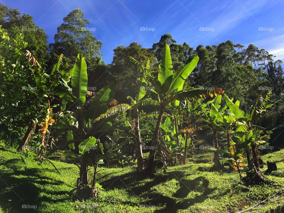 banana trees