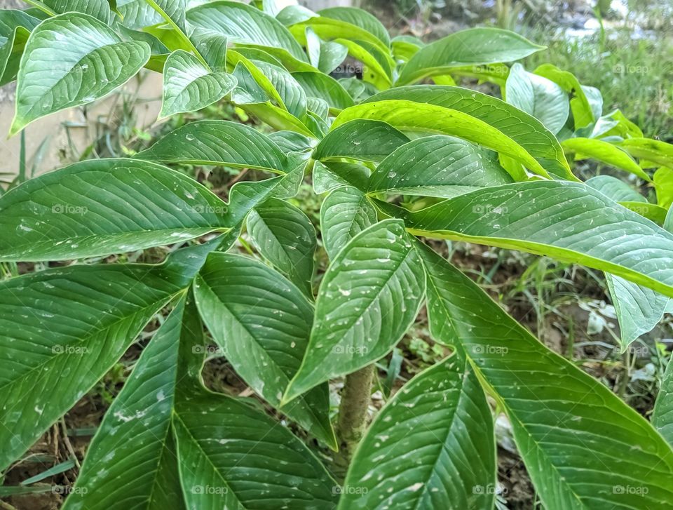 Beautiful image of elephant yam plants leaf india
