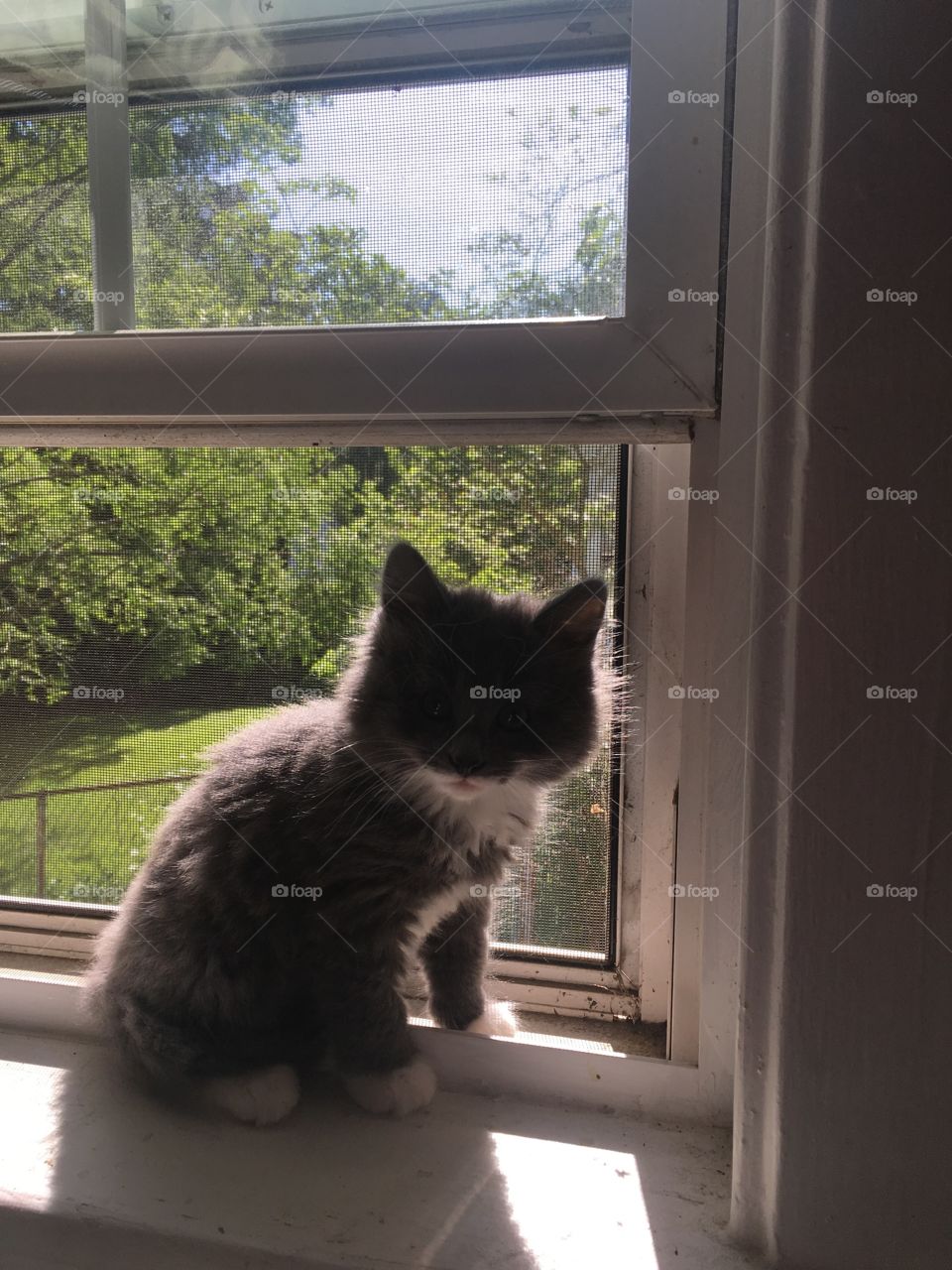 Cat, Window, Portrait, Mammal, One