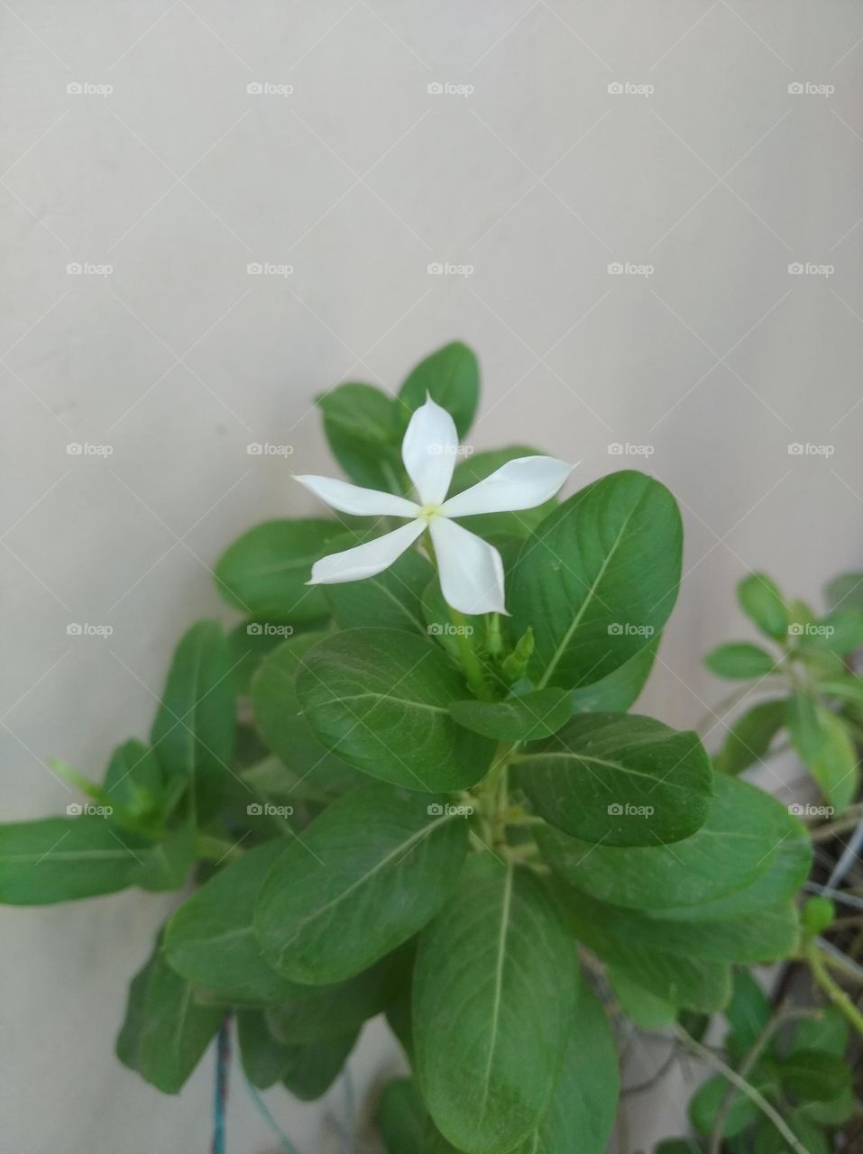 periwinkle white flower looks very beautiful generally found everywhere seasonal fresh