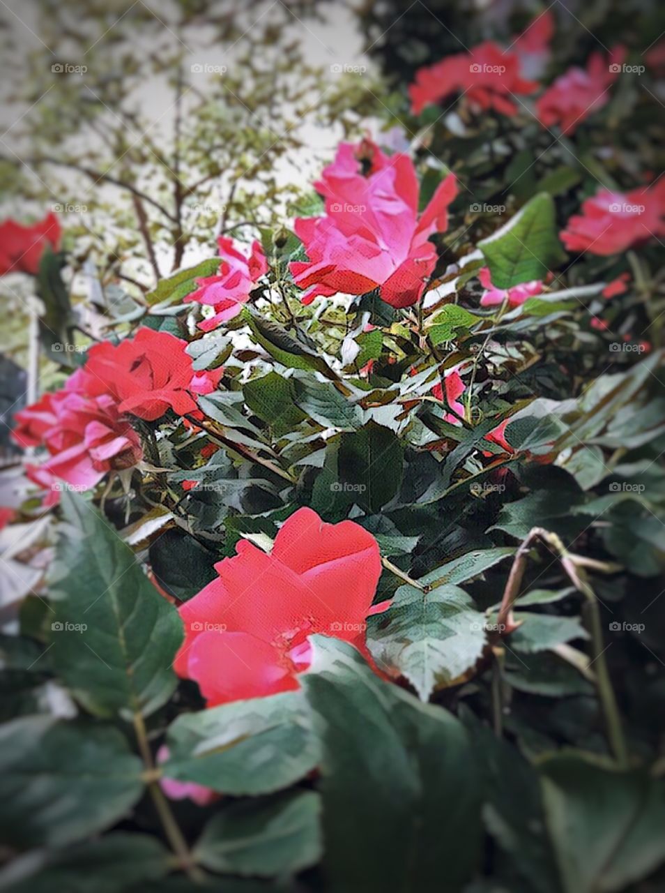 Red Roses - Dewitt Clinton Park, Manhattan, New York City. Instagram,@PennyPeronto