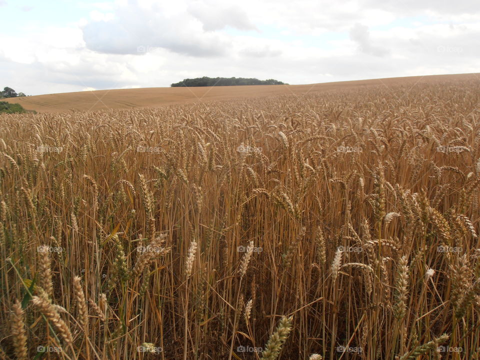 Wheat Crops