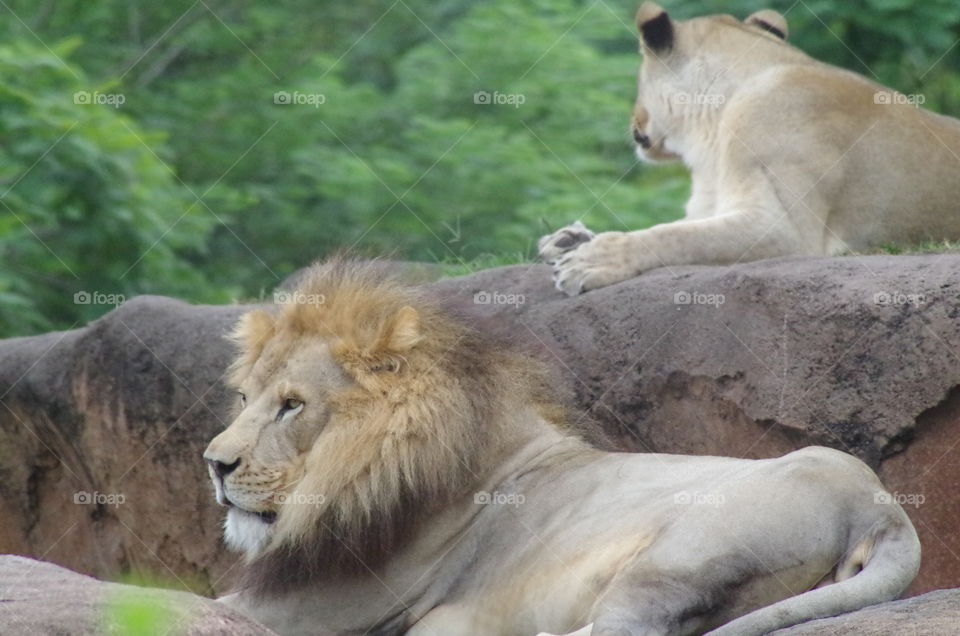 Lion and lioness