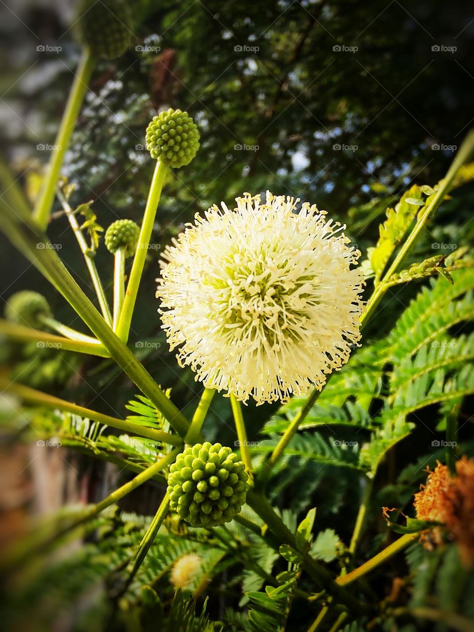 Leucaena is a botanical genus belonging to the Fabaceae family.  It contains about 24 species of trees and shrubs.  They are native to the Americas.