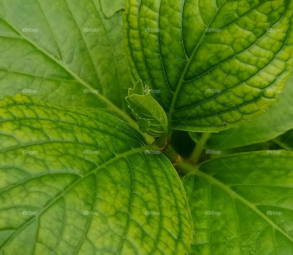 New leaves